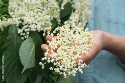 Girl holds in hands elderberry flowers in garden (Sambucus nigra). Elder, black elder flowers. Alternative medicine