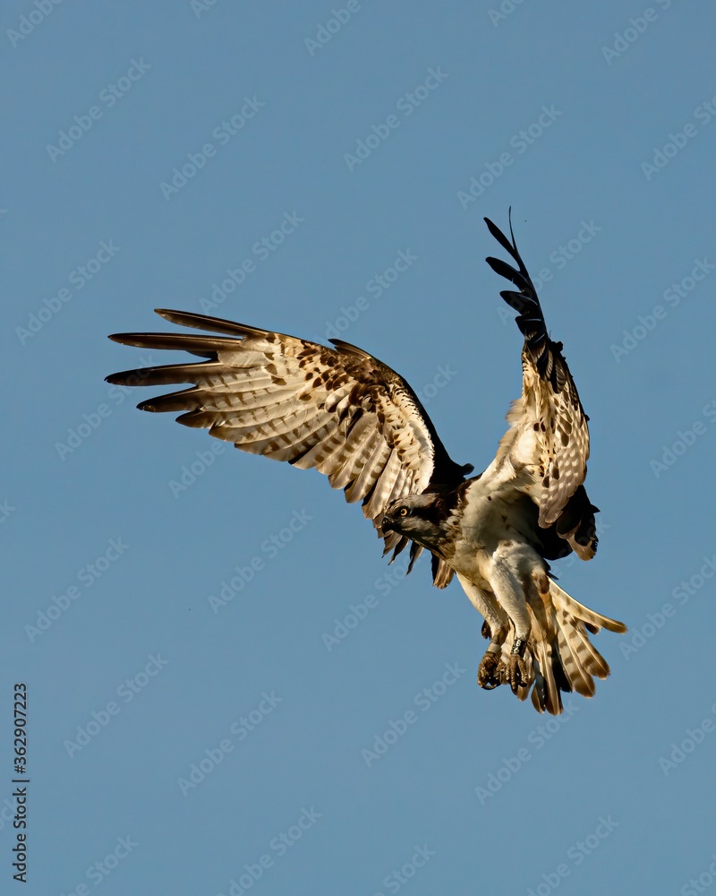 Fototapeta premium Osprey in flight