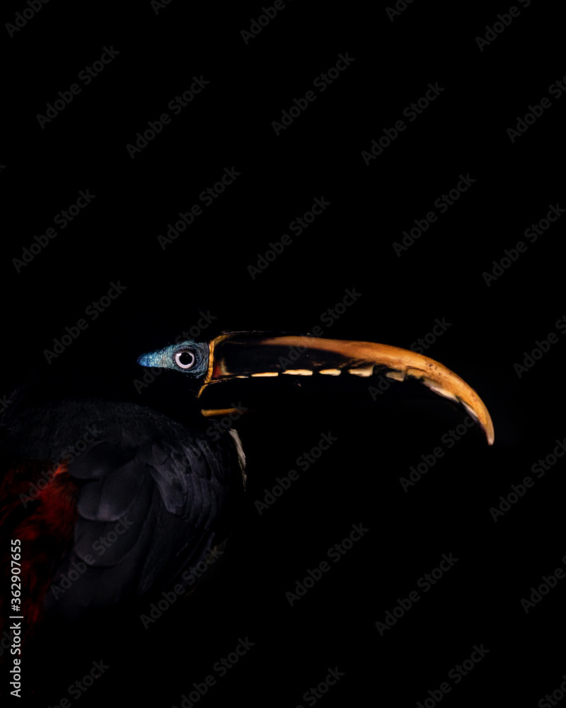 Obraz premium Chestnut-eared aracari