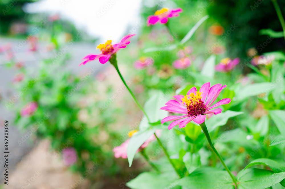 Zinnia flowers are bright, beautiful and have yellow stamens.