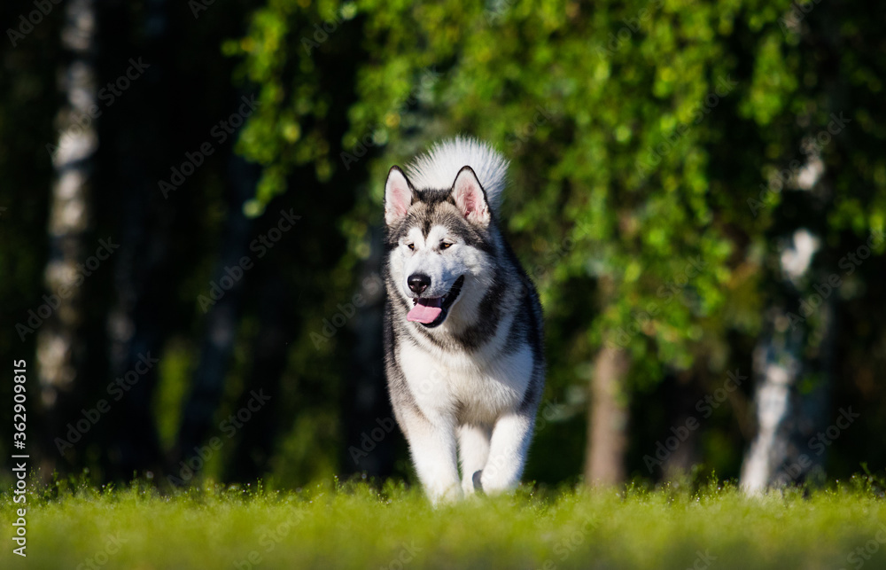 dog for a walk, alaskan malamute