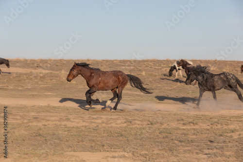 Wild Horses in Spring in the Utah Desert 