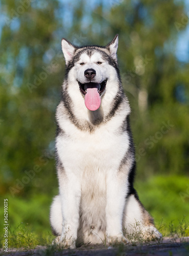 dog sitting  alaskan malamute