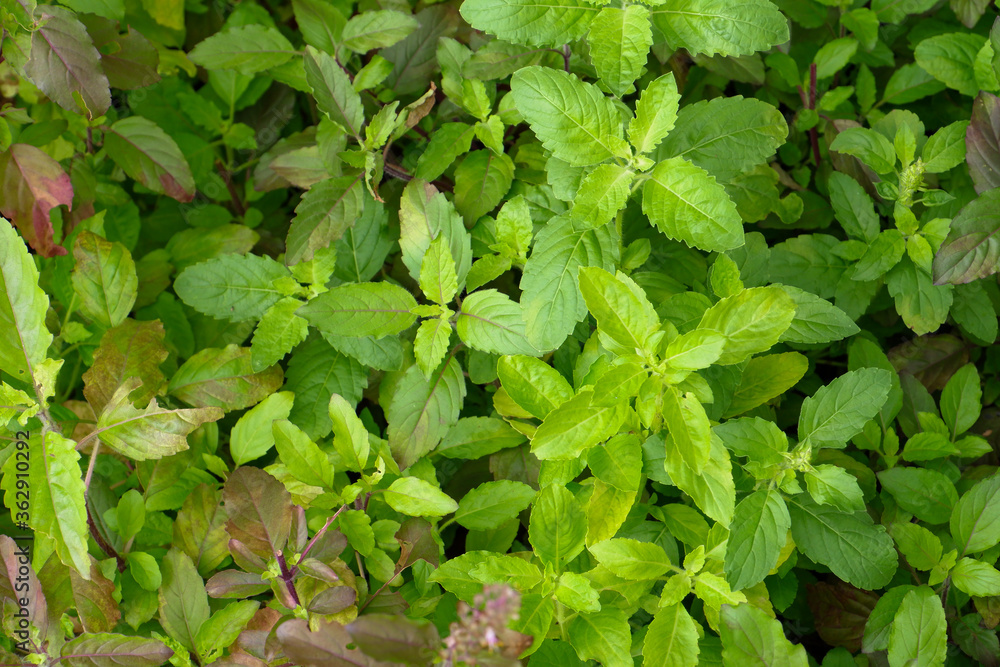 Ocimum sanctum L. is called holy basil. Ocimum sanctum L. is called holy basil.