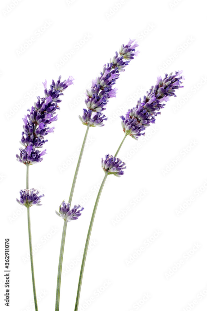 Naklejka premium Three fresh lavender isolated on white background .Studio shot.