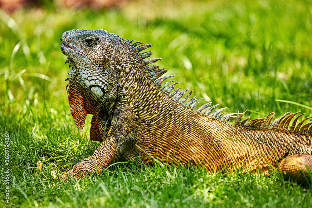 Obraz premium Iguanas of Seminario Park landmark of Guayaquil Ecuador in south america