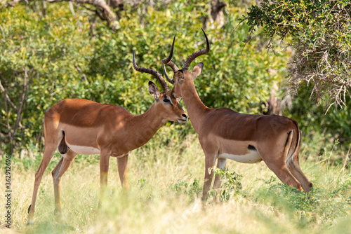 Impala  male  Aepyceros melampus