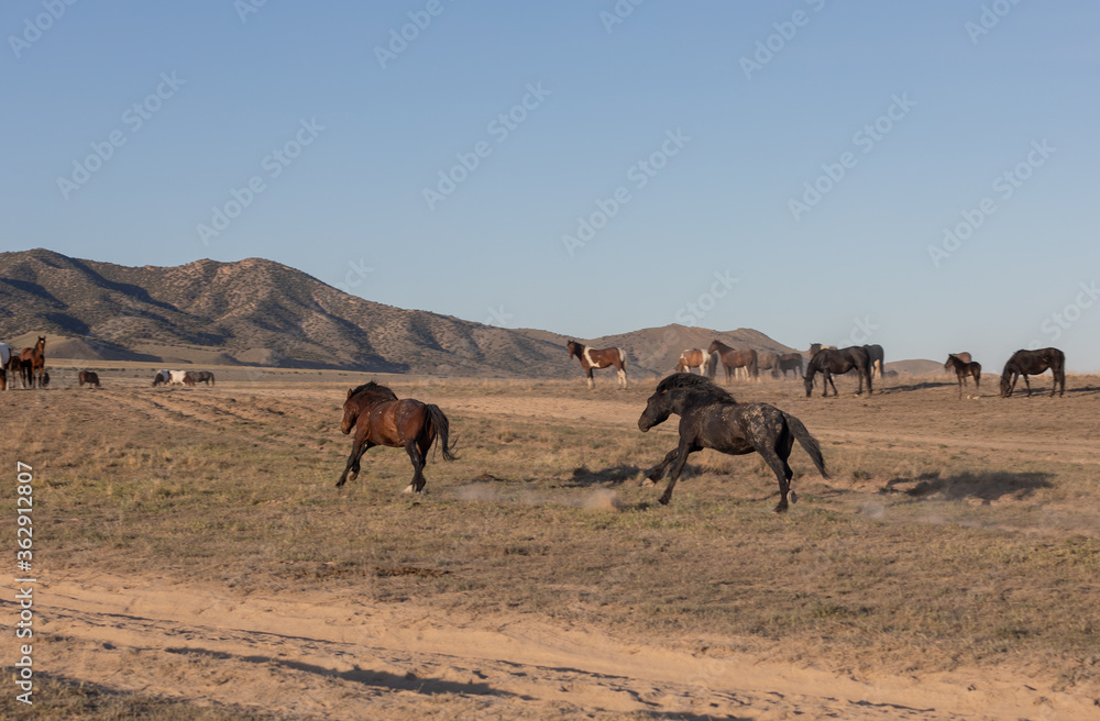 Wild Horses in Spring in the Utah Desert 