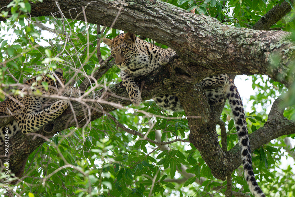 Léopard, Panthère, Panthera pardus, Afrique du Sud Léopard, Panthère, Panthera pardus, Afrique du Sud