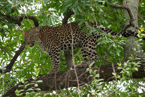 L  opard  Panth  re  Panthera pardus  Afrique du Sud