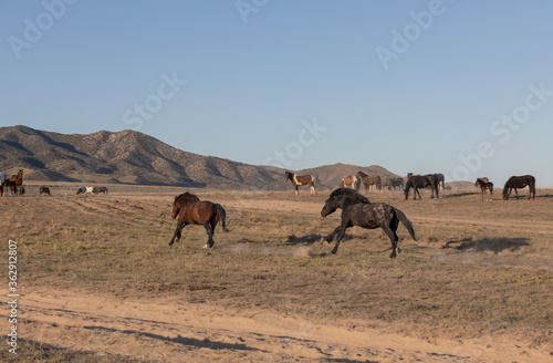 Wild Horses in Spring in the Utah Desert 