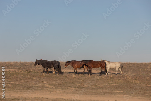 Wild Horses in Spring in the Utah Desert 
