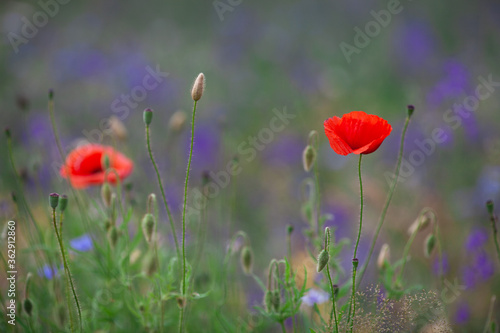Red poppies on a wild field with cornflowers background. Selective focus, soft blur. Beautiful wild poppy flowers close up in warm light, summer in countryside.