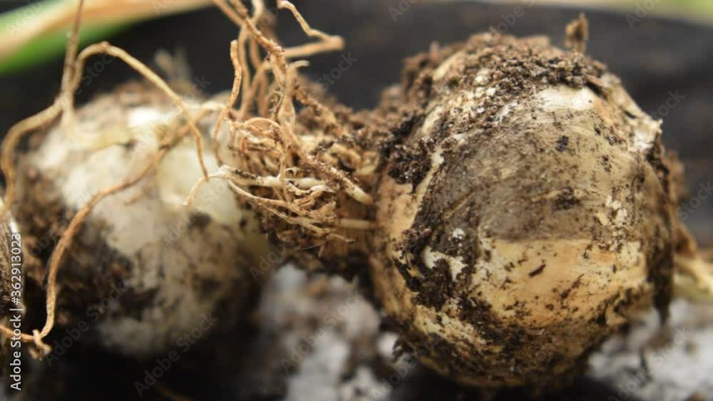 Aglio biologico ft0207_0758 유기농 마늘 Organic garlic Aglio biologico ft0207_0758 유기농 마늘 Organic garlic