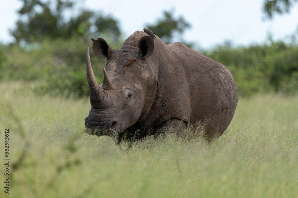 Obraz premium Rhinocéros blanc, white rhino, Ceratotherium simum, Parc national Kruger, Afrique du Sud