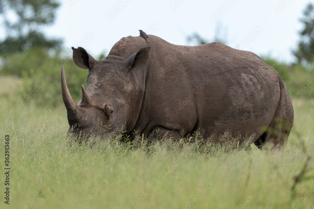 Fototapeta premium Rhinocéros blanc, white rhino, Ceratotherium simum, Parc national Kruger, Afrique du Sud