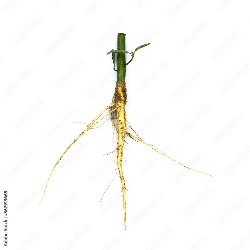 Root of weed, unwanted flora,Root of  broadleaf weeds Isolated from a white background.