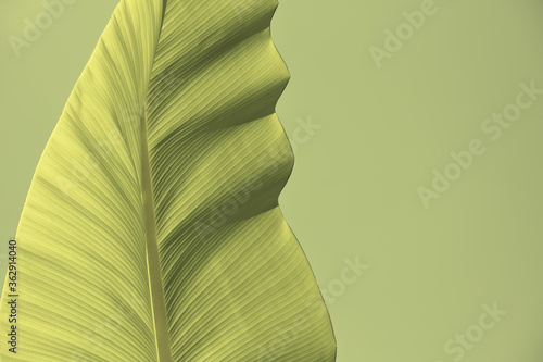 Light green spiral banana leaf on solid light green background. A toned image made for minimal zen nature aesthetic.