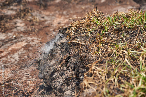 Smoldering peat in ground smoke rises