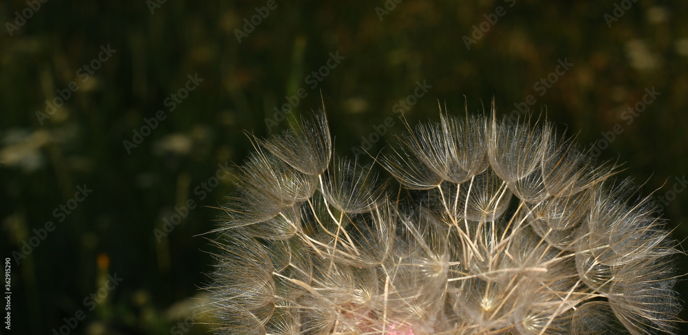 Obraz premium A large dandelion with fluffy seeds. Gentle natural background. Fuzzy on a dark background.