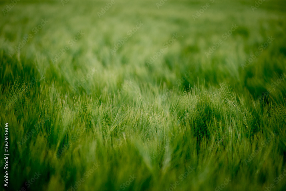 Green Barley Field on a sunny day, Europa Green Barley Field on a sunny day, Europa