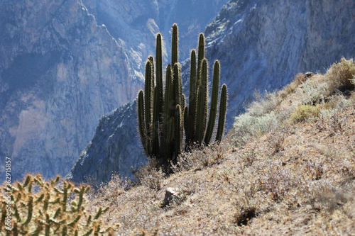 Cactus plants in the Canyon De Colca in Peru