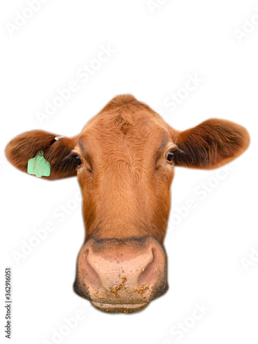 Cow face closeup funny and silly, isolated, with clipping path. 