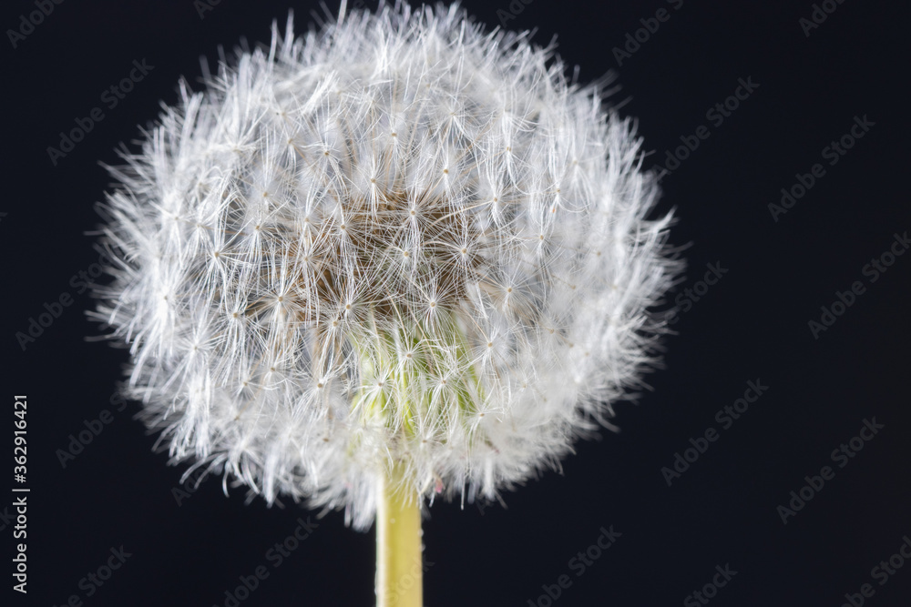 Fototapeta premium Dandelion seeds on black background