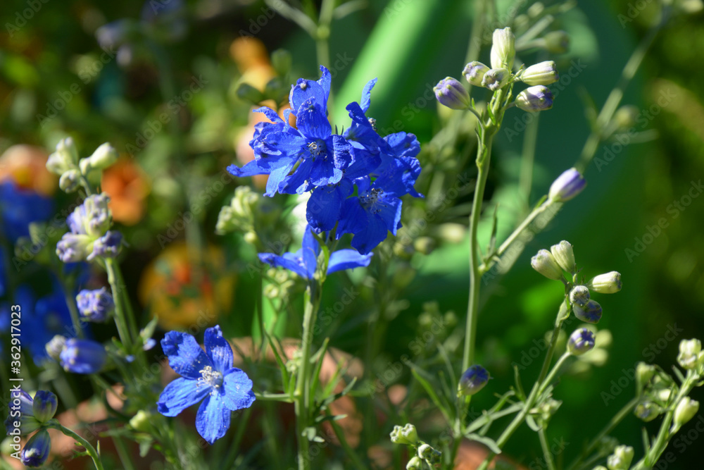 blue flowers of consolida ajacis in the herb garden blue flowers of consolida ajacis in the herb garden