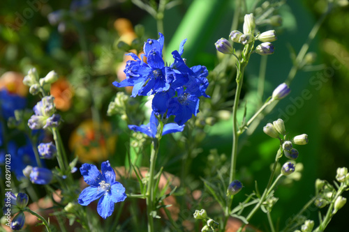 blue flowers of consolida ajacis in the herb garden photo