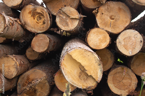 Fractured sections of the old wood logs with cracks and annual rings  brown color natural background