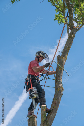 A Tree Surgeon or Arborist wrapping his safety rope around a tree.