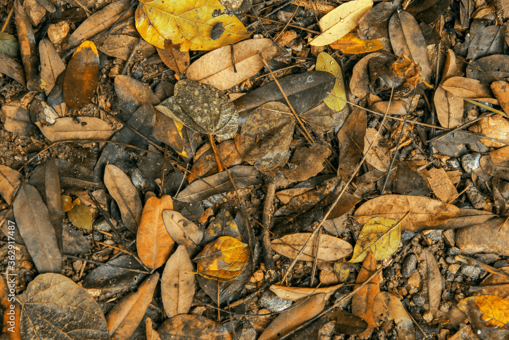 Fallen leaves on the floor texture Fallen leaves on the floor texture