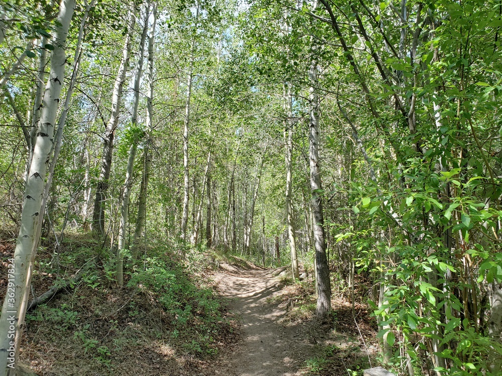 Hiking path surrounded by trees in Colorado