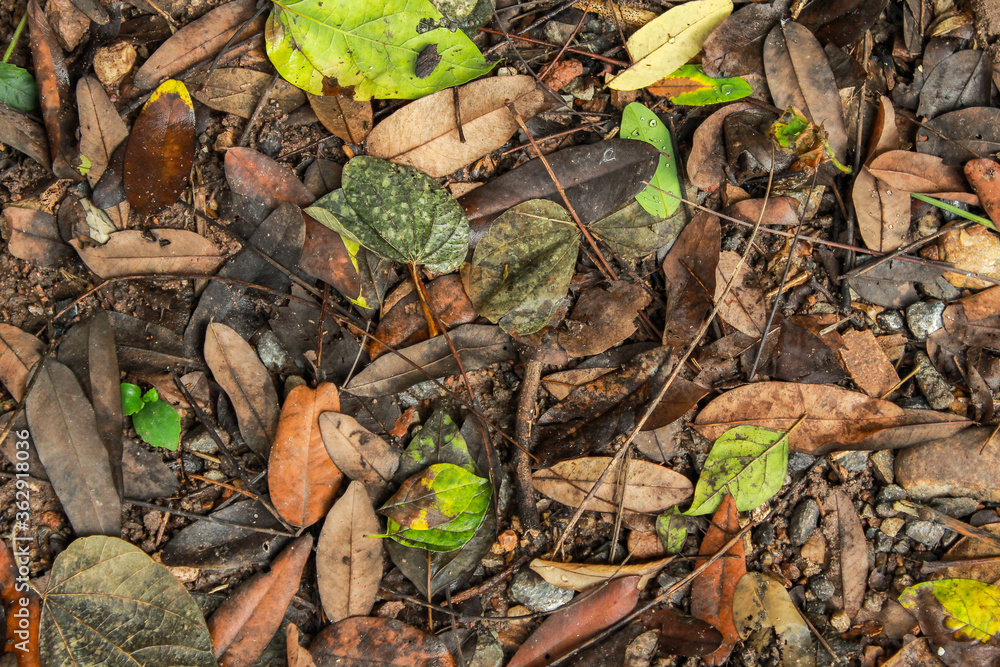 Fallen leaves on the floor texture Fallen leaves on the floor texture