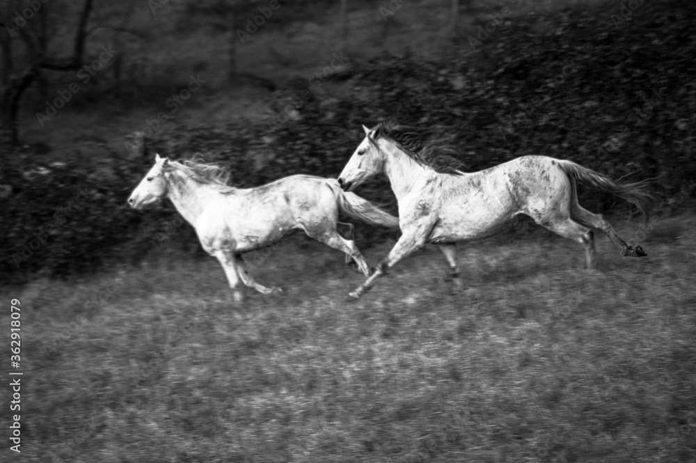 Fototapeta premium cavalli bianchi che corrono liberi