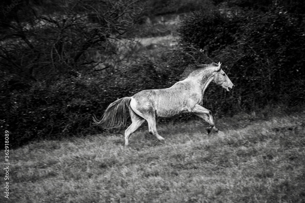 Fototapeta premium cavallo bianco che corre libero