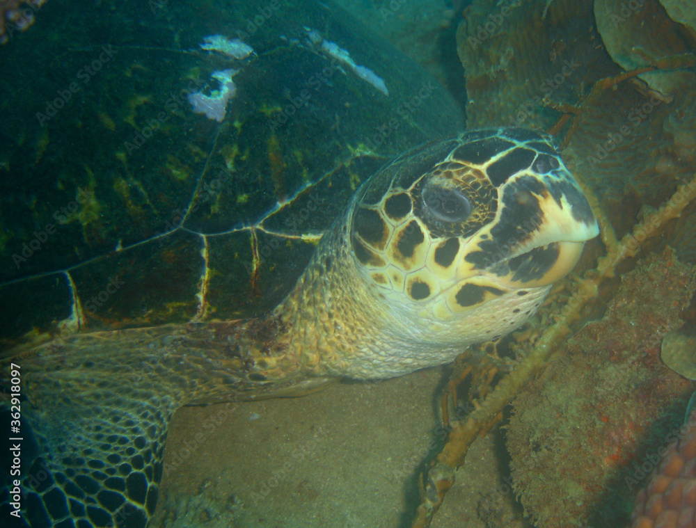 Fototapeta premium underwater sea turtle caribbean sea Venezuela