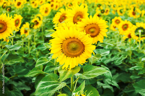 Sunflower field with blue sky vintage tone