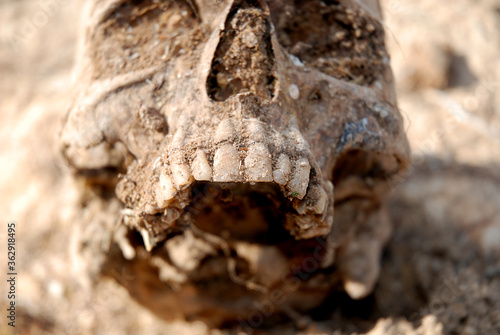 Selective focus on the teeth of a skull recently extracted from the ground