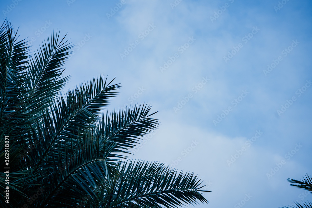 green areca catechu palm leaves on blue sky green areca catechu palm leaves on blue sky