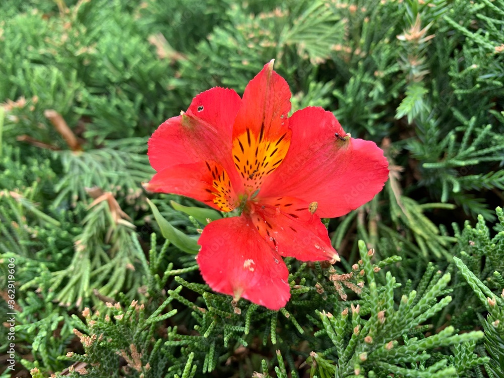 Obraz premium peruvian lily, red, yellow-brown petals With long stalks protruding from the center of the flower Green leaf stalk