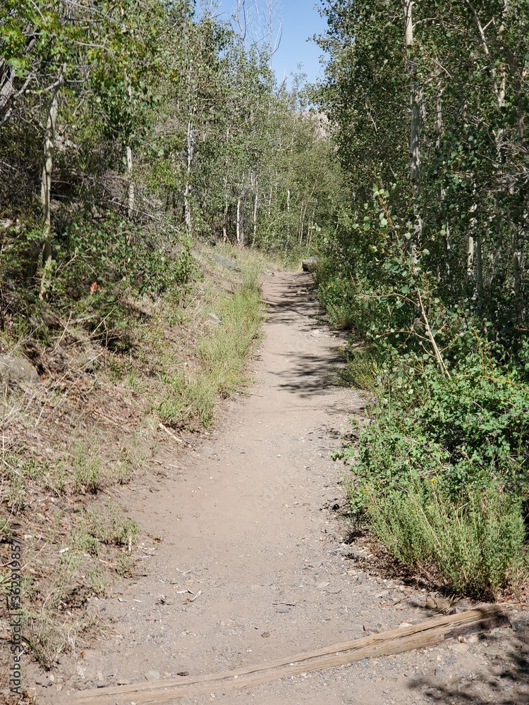 Hiking path surrounded by trees in Colorado Hiking path surrounded by trees in Colorado