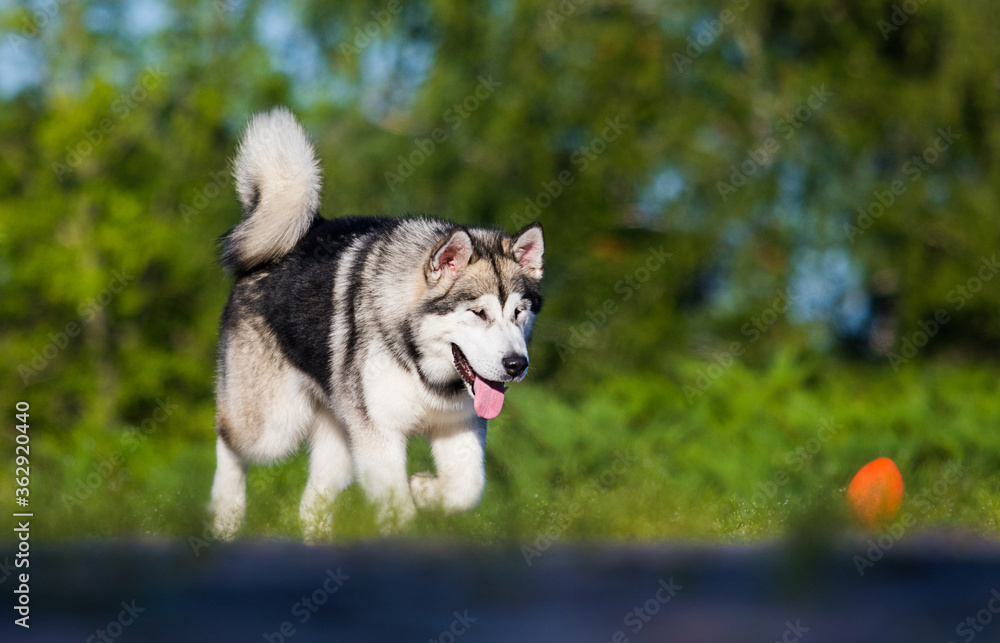 dog runs for a walk in summer, alaskan malamute