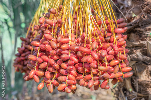 Red khalal dates or Date crown palm fruits are hanging on the clusters in organic fruit garden for harvesting photo