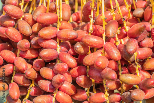 Red khalal dates or Date crown palm fruits are hanging on the clusters in organic fruit garden for harvesting photo