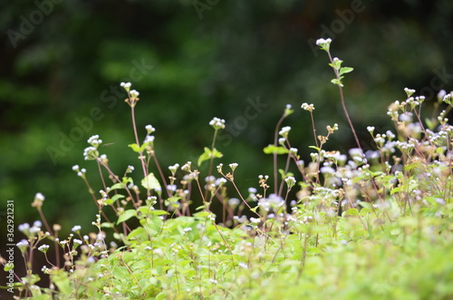Background purple flower