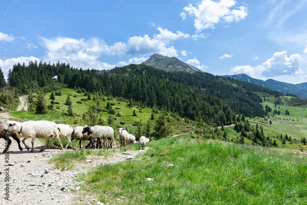 Summer landscape of the Ukrainian Carpathians, a flock of sheep moving on a mountain road
