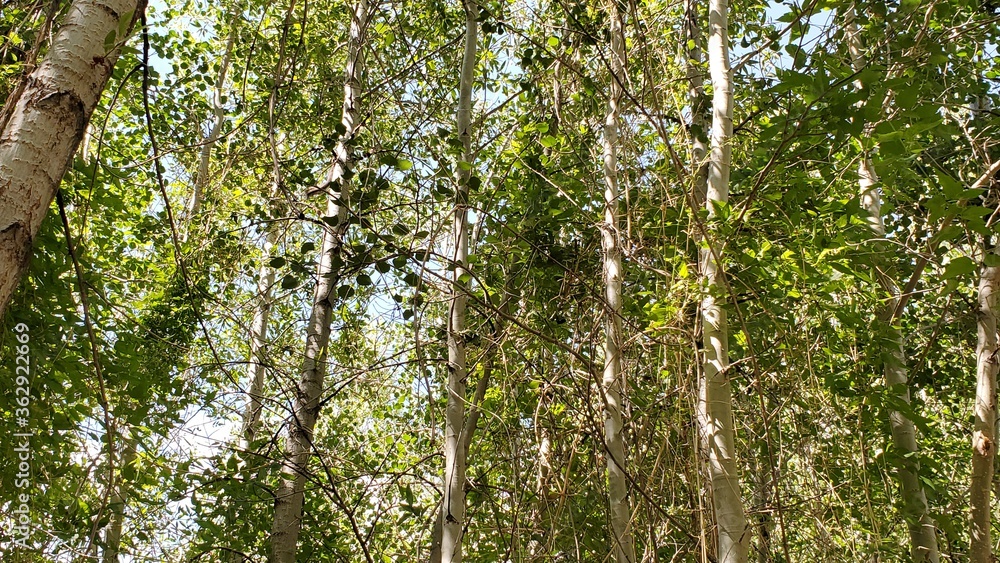 Fototapeta premium Thick trees with a squirrel in the branches