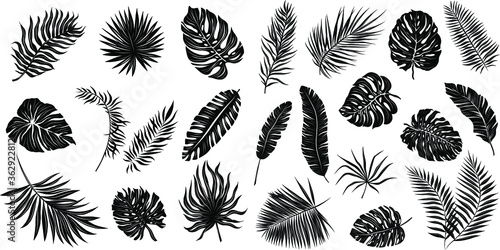 palm leaves set black and white vector illustration